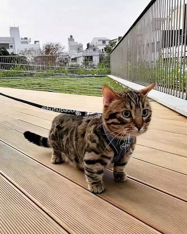 女朋友送了我一双假AJ后，结果没想到精彩的一幕发什了！