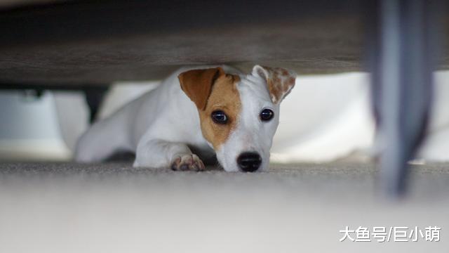 这5种让狗狗恐惧的事，该怎么解决？全帮你总结好了