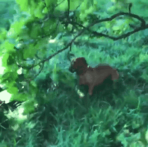 这只狗叼木棍成瘾，捡回家的木头都能盖房子了！