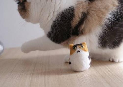 铲屎官收集猫咪掉的毛, 做成一顶猫毛帽子, 小猫咪瞬间变绅士