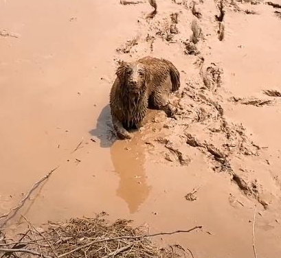 夏天到了，放飞自我的金毛冲进泥坑后，绝望的主人默默的走开了