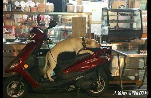 拉布拉多趴在电动车上等主人，一脸的生无可恋：怎么还不回来？