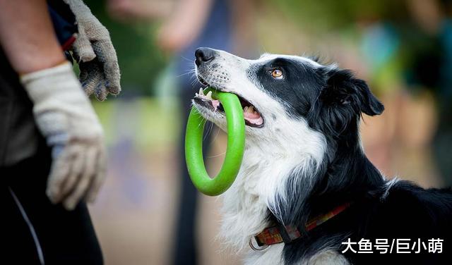 辟谣：聪明的狗狗才好养？狗狗智商排名不全可信，养狗还是看主人