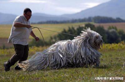 最不爱干净的狗，有些脏得连主人都嫌弃，有你家的宝贝吗？