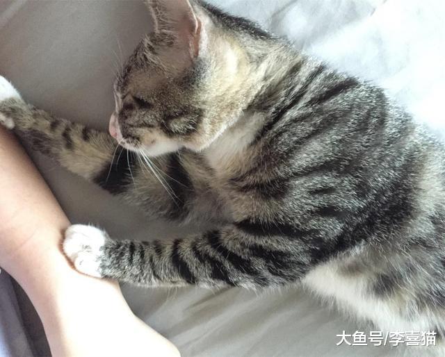 猫咪粘人更受三点因素影响，铲屎官从小养大并不能决定小猫性格