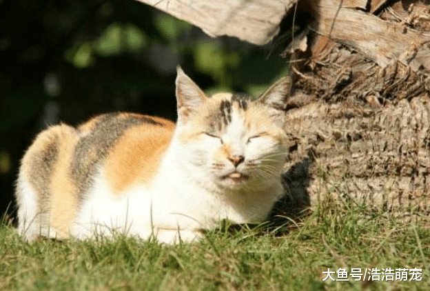 想把貓咪養好，寵主就不要做下面5件事情，不然你會害了它