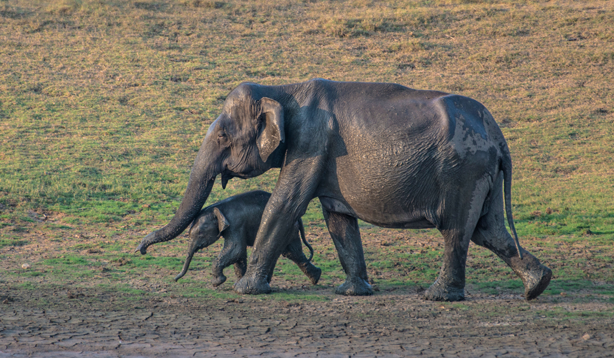 猫能对付比它大数倍的狗，为什么老虎却不能打赢大象？