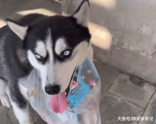 网友为了增加步数，将手机绑在哈士奇腿上，狗：按步收费！