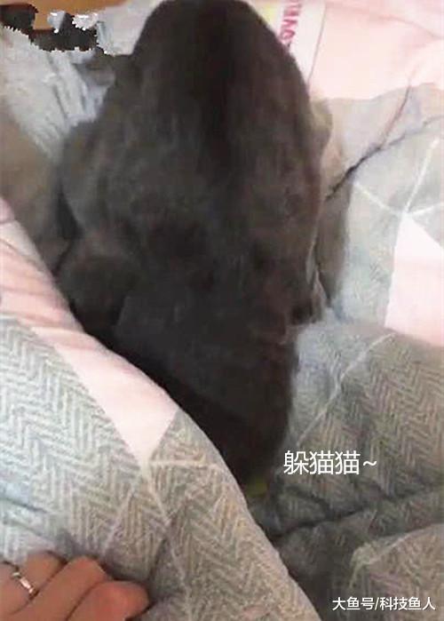猫咪把头埋在被子里，女子觉得奇怪，拎出来后果然有事儿