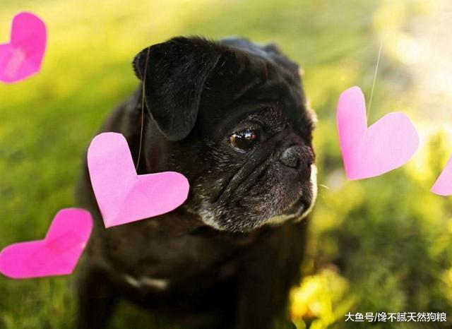 涨知识：属于这些情况的狗狗，都不适合洗澡
