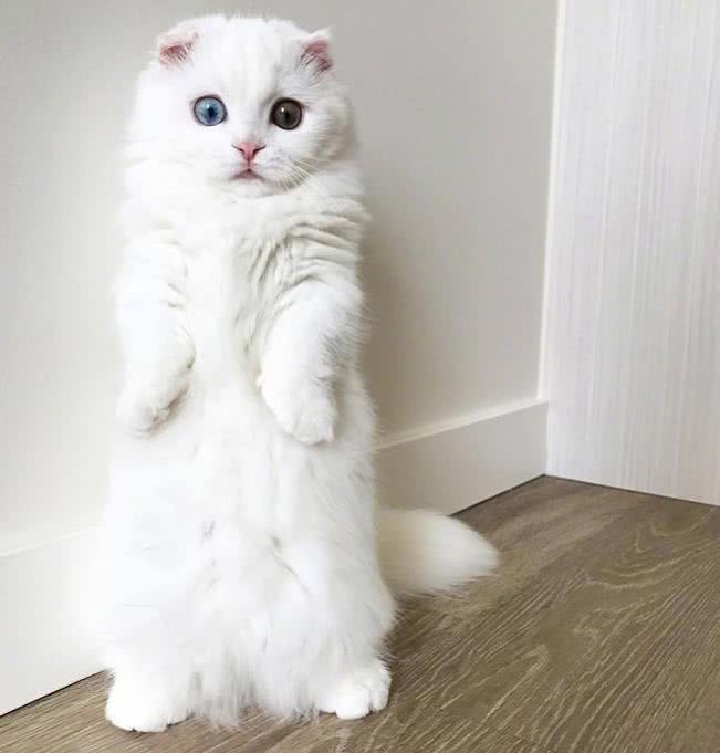 网友晒一只猫咪萌照，果然只要长得漂亮，其他什么事都不是事了