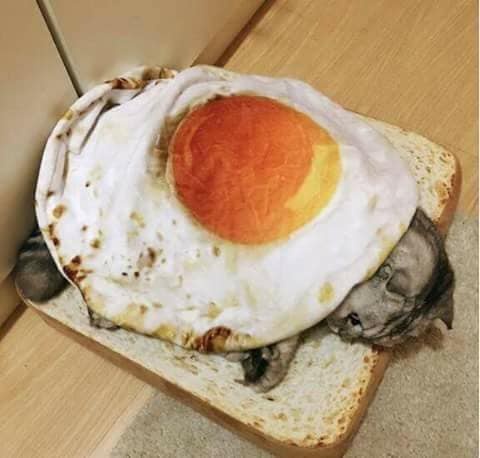当猫咪进了男生宿舍