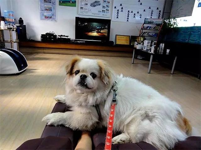 狗狗为什么总爱趴在铲屎官脚背上？知道原因后主人很愧疚！