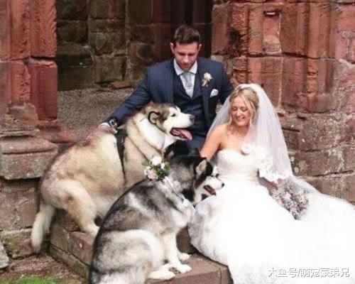 新人婚礼上哈士奇突然出现，看到哈士奇送的东西？台下人可炸锅了！