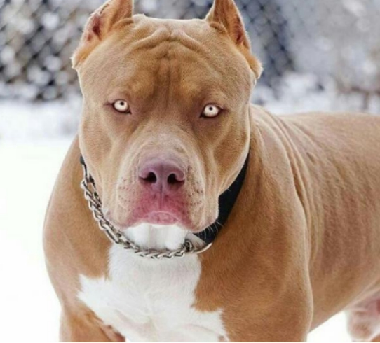 家里总是有一种狗尿味怎么办？这些解决方法你都知道吗？