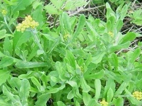 生长在田野上的水牛花竟是祛痰，止咳，祛风湿的良药！