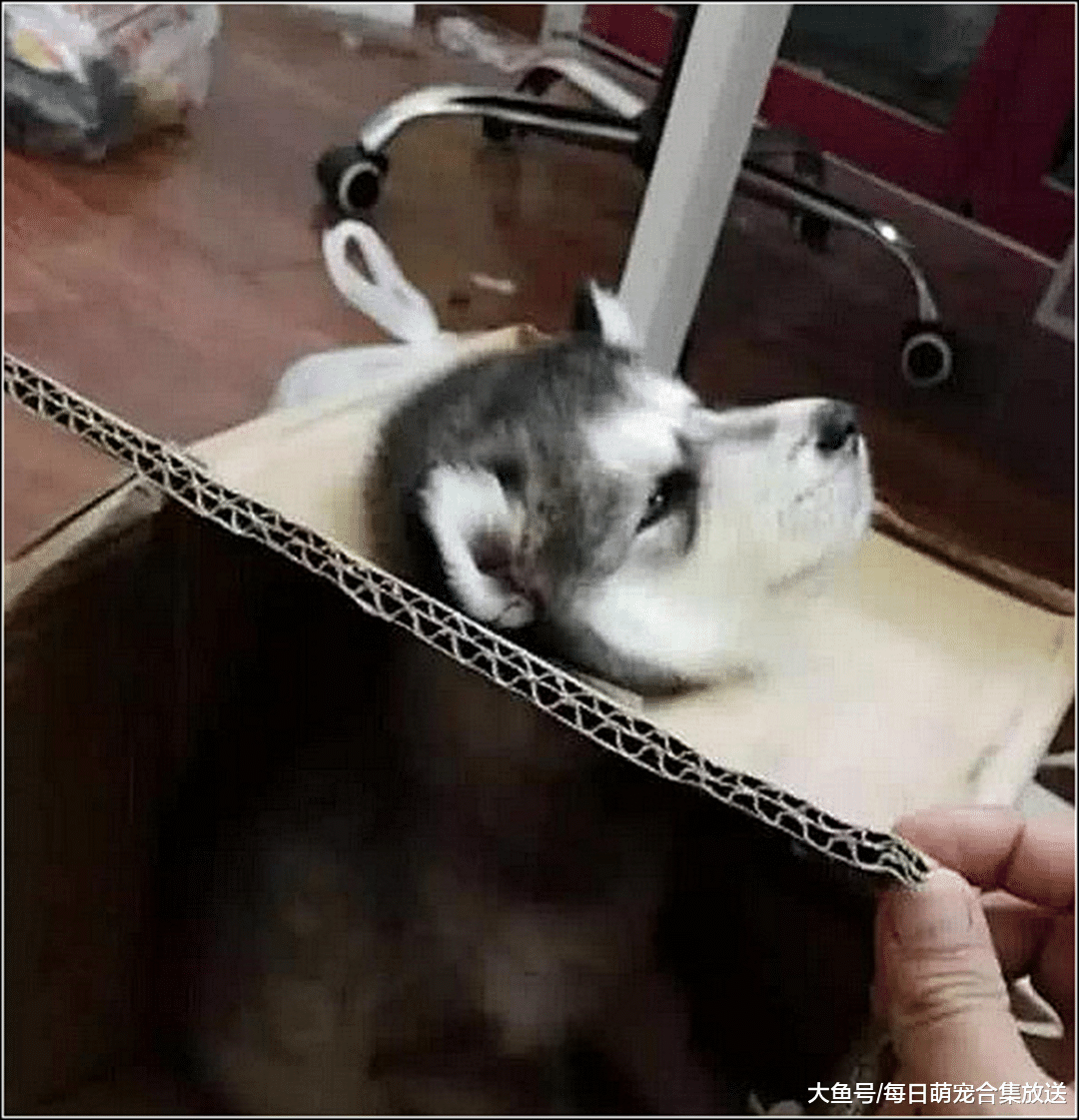 男子网购小二哈，卖家承诺狗狗绝不拆家，男子收到后气的想退货