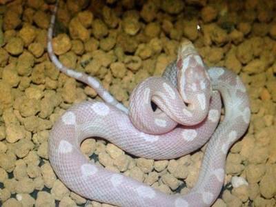 饲养玉米蛇攻略：爱它，就要低调奢华有内涵