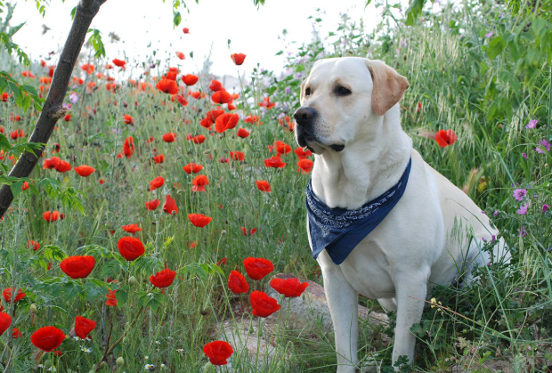 为了哄小主人睡觉，拉布拉多想尽奇招，这个保姆服务满分啊