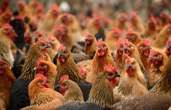 肉鸡催肥及家禽无抗养殖的前世今生和未来