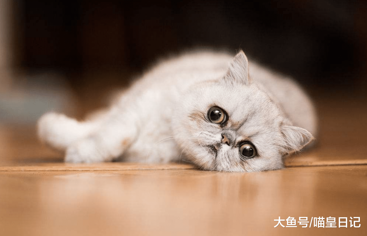 在喵星人到新家后的24小时里，铲屎官不要做这三件影响感情的事！