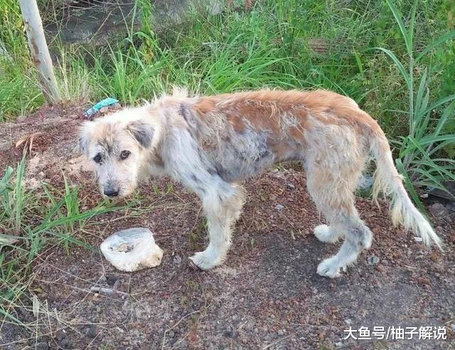 狗狗走丢了，原地等待主人四年，再次相见时，它却不跟主人走了！