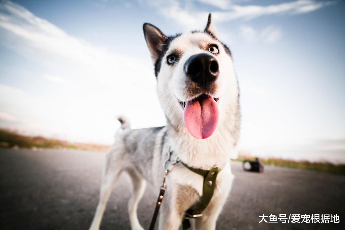 这年头，连哈士奇都有人遗弃？不能接受这5个缺点，请别养二哈