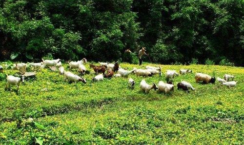 昨天俺村最忠誠的放羊狗走了，放羊21年，死在放羊路上主人懷里