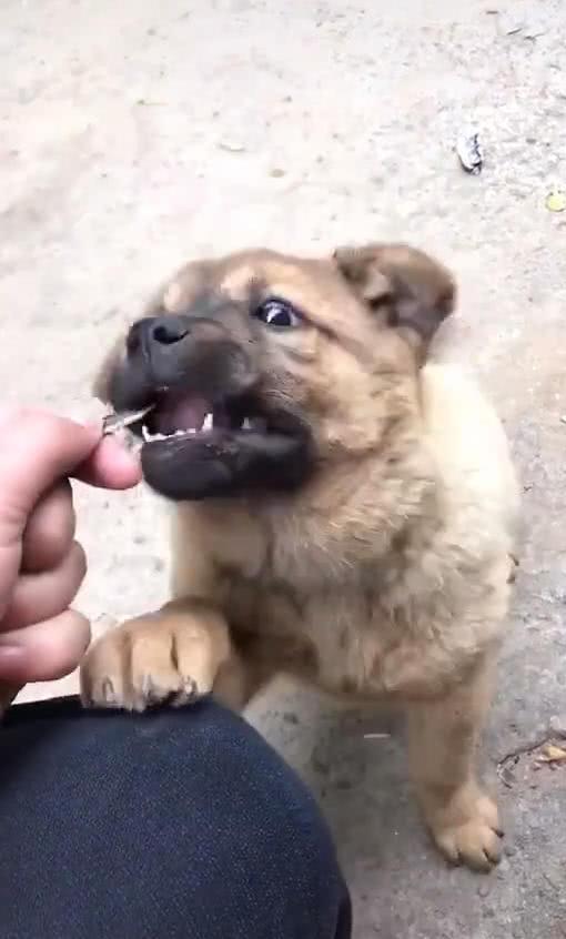 土狗嗑瓜子吐殼，主人看著哭笑不得，網友：誰還說土狗不聰明？