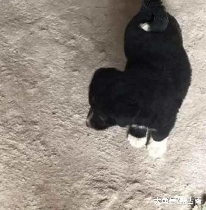 山脚捡到只小奶狗，带回家后奶奶大发雷霆：赶紧丢了，这狗不吉利