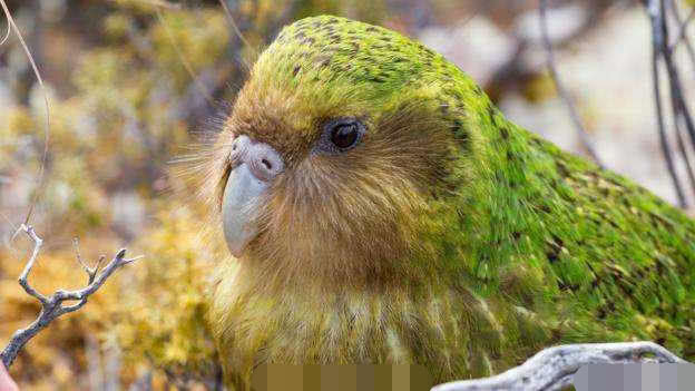 世界上最呆萌的鸟，不但不会飞，而且还经常选错配偶！