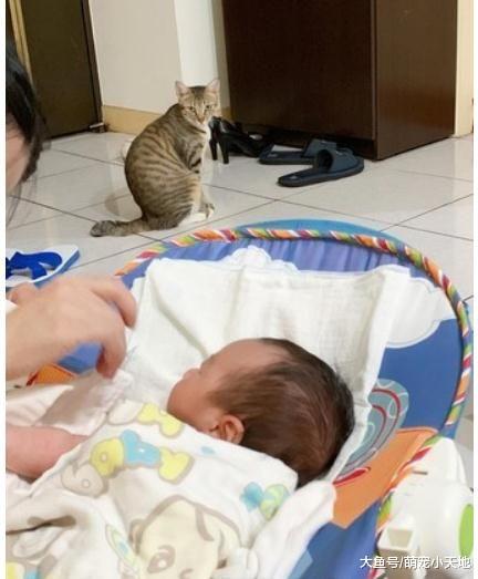 本来全家都宠它！吃醋猫躲角落偷瞪“爸爸喂宝宝”眼神超哀怨