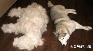 你的狗是不是疯狂掉毛？如果掉毛过多，可能需要给狗狗补充脂肪酸