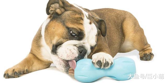 狗狗除了普通玩具，还有哪些可以边玩边锻炼智商的玩具？