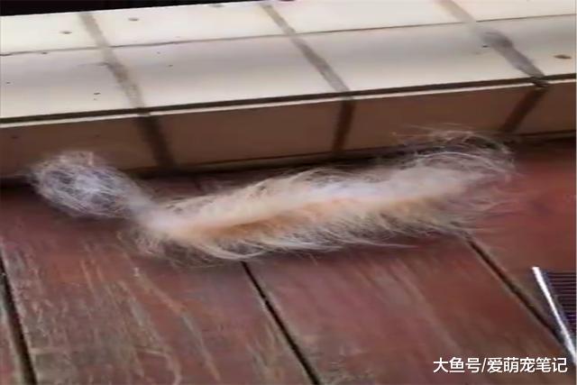 网友给金毛梳理下来的毛发，却成了小鸟用来筑巢的神器，好有爱啊