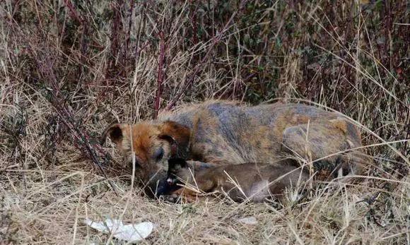 流浪狗狂追货车100米，慢慢停下后，忍不住落泪了