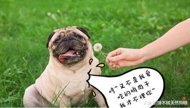 巴哥犬为什么体臭严重？原因是这6个地方你都清理干净了吗？