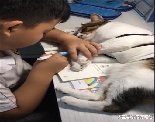 小主人每次写作业，猫咪都会捣乱，网友：孩子学不好，肯定有猫腻