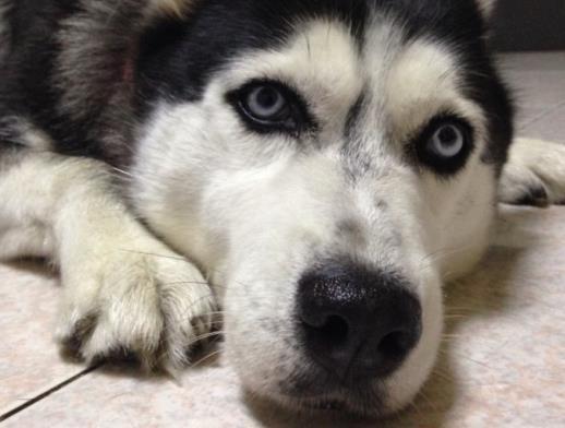 把二哈送到乡下奶奶家, 二哈被奶奶宠成公主, 不愿回家了