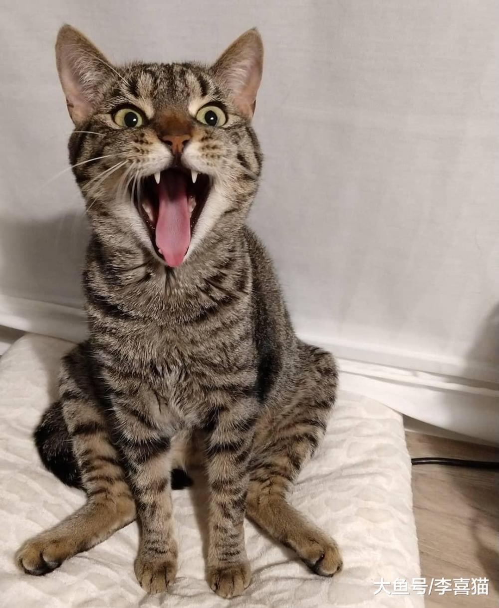 給貓咪定期剪指甲的最大意義不是防撓，而是避免指甲過長刺傷肉墊