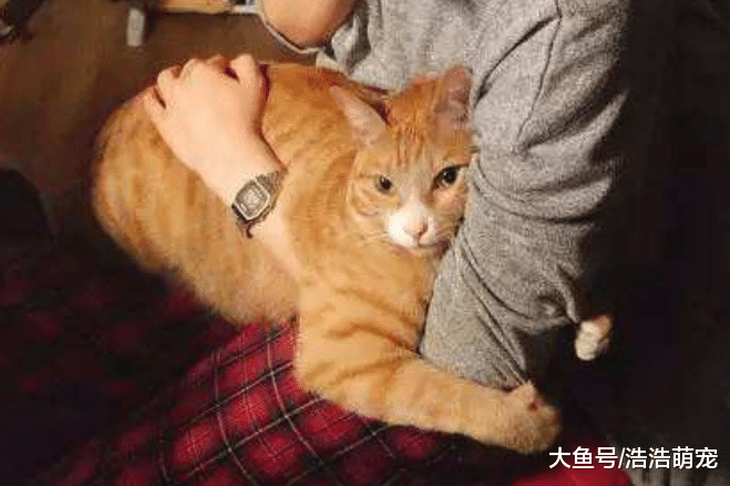 有这5种表现的人，家里有一定养了猫，一般人装不出来！