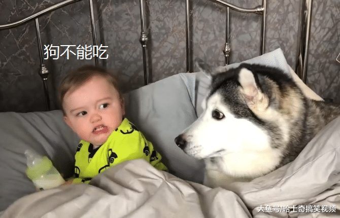 为了引起主人注意，二哈挤到宝宝身边装婴儿，谁不是宝宝呢