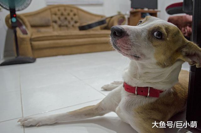 狗狗能独处多少小时？幼犬成犬老年犬都不同，主人最好分清楚