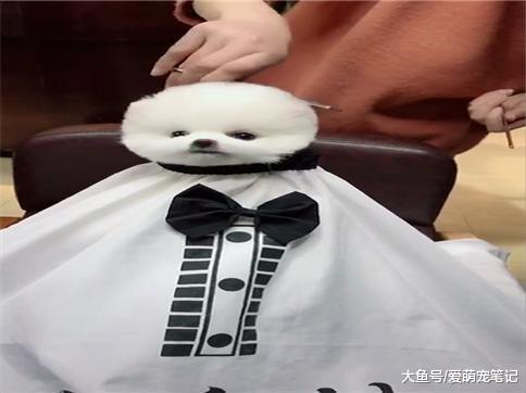博美犬修剪成俊介造型后, 还不忘吐舌头卖萌, 这狗活得好精致啊!
