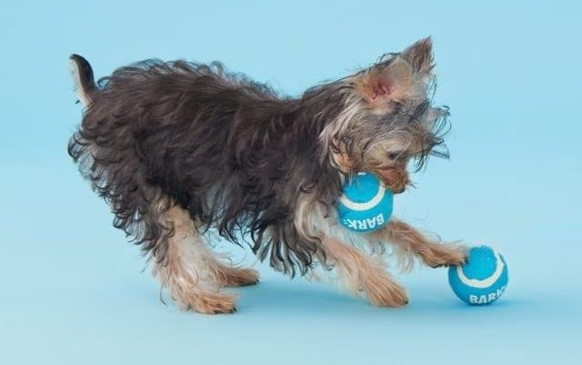 狗狗对玩具只有十分钟的热度？了解以下6点，让玩具变得持久好玩