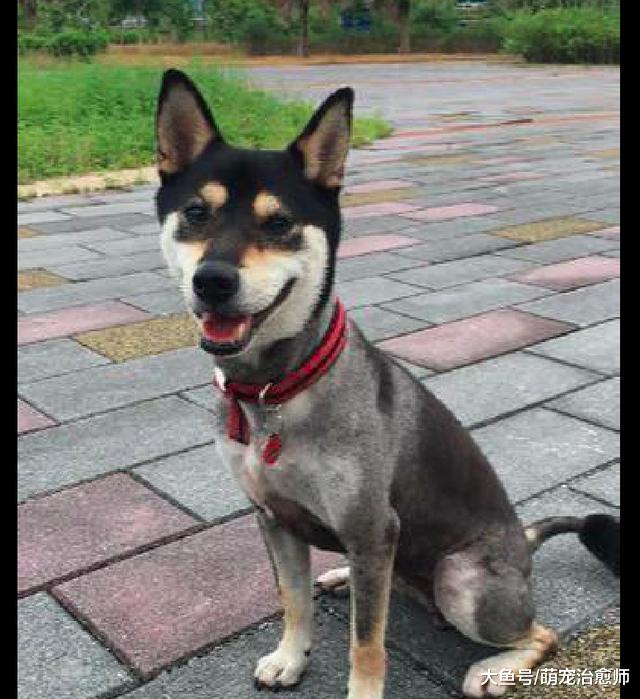 柴犬脖上挂着25元牌子，帮主人卖竹笋，网友：我要连狗一起买了！