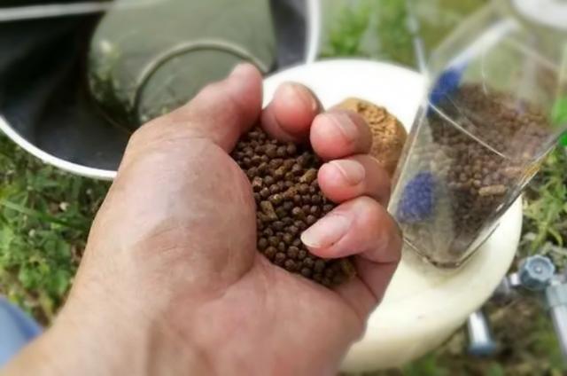 刚一立秋，这钓鲫新套路被视为爆护法宝，百用百灵，刚下钩就有口