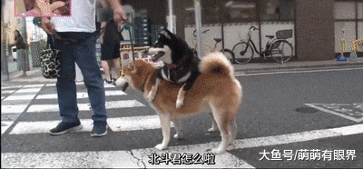 黑柴从小喜欢趴在豆柴身上，长大了还这样，说出原因后：辛苦豆柴了