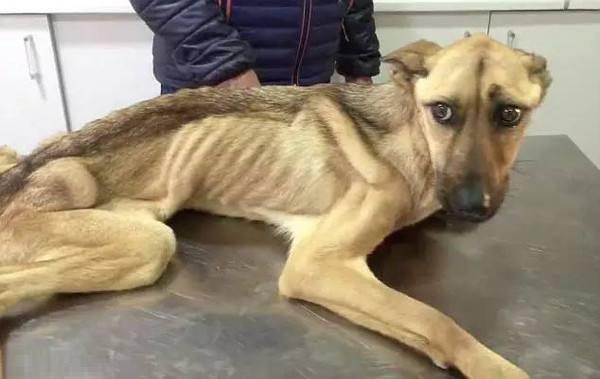 农村小夫妻开车带爱犬到城市嘚瑟，狗狗丢了，几个月后成这模样了