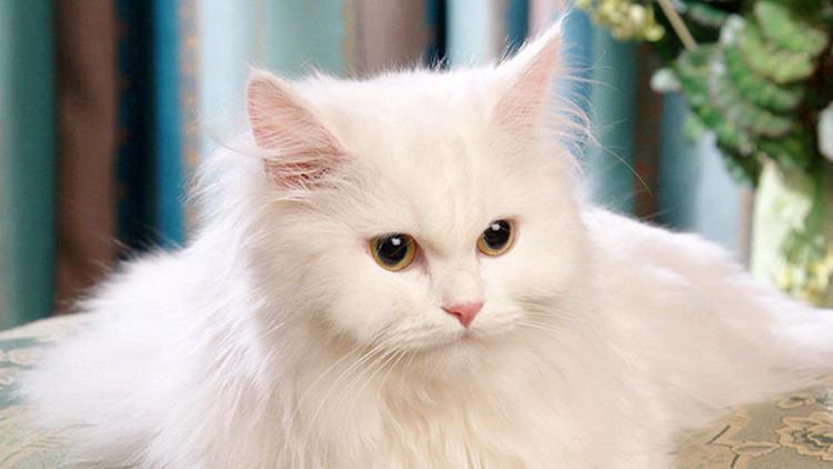这就尴尬了, 优雅猫主子居然有口臭!